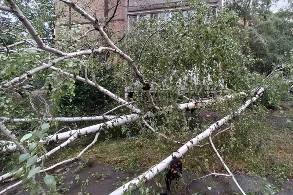 В Донецке возбуждено уголовное дело по факту гибели ребенка от падения дерева. Фото: Следком ДНР