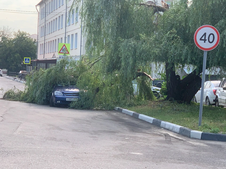 Сильный ветер валил деревья на машины