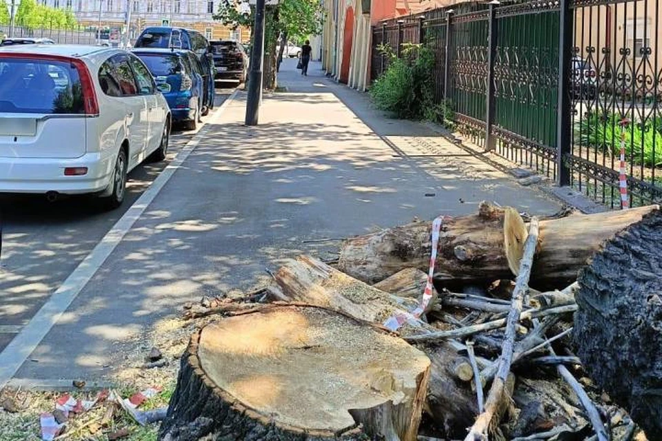 Жительница сообщила, что высохшее дерево огромных размеров представляет опасность.