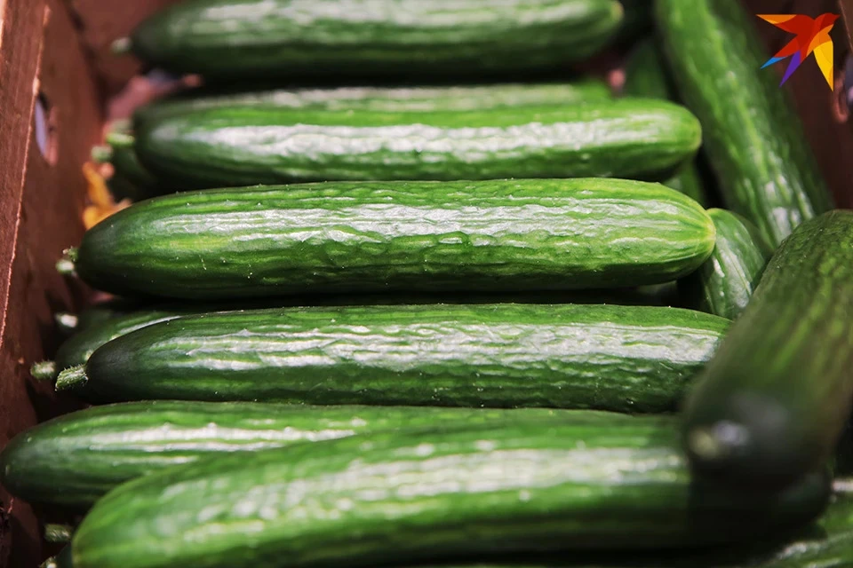 Агроном Арефьев рассказал, какие ошибки делают огурцы горькими на вкус