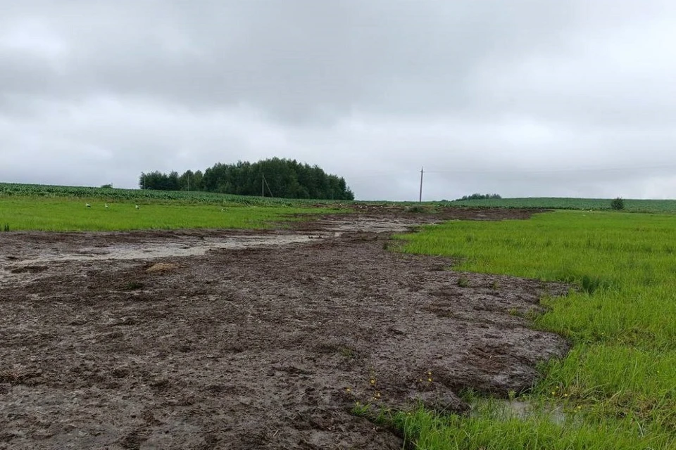 Минприроды назвало причину массовой гибели рыбы в реке в Новогрудском районе. Фото: Минприроды.