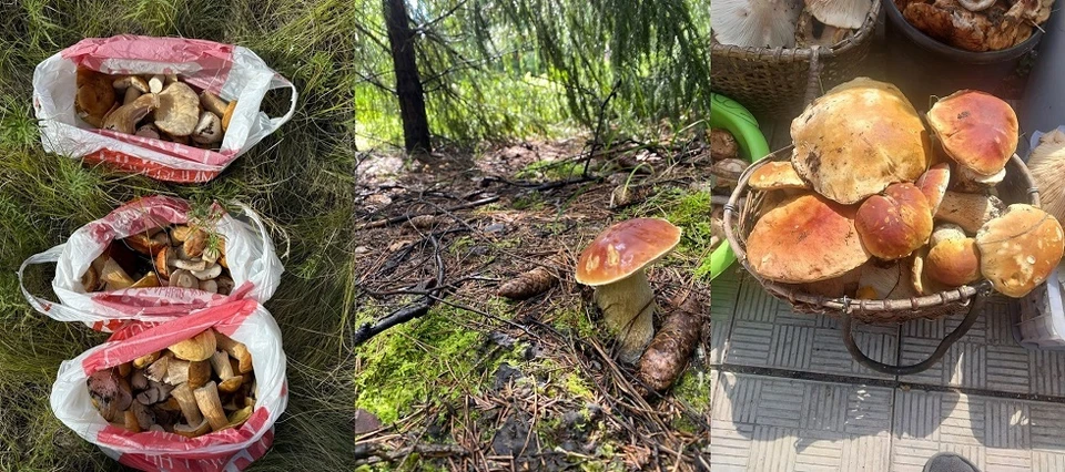 Фото: паблик vk.com/omskmushroom