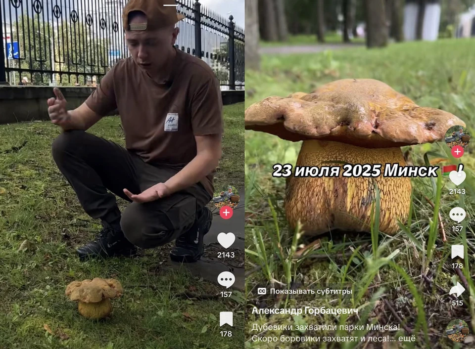 Белорус похвастался в TikTok боровиками, которые собирает в парках Минска. Фото: скриншот с видео TikTok @skyforest.ai