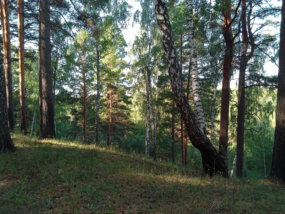 Погода на Ямале 25 июля