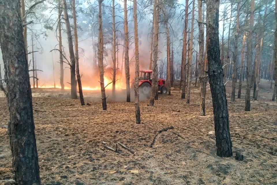 Более 130 гектаров леса горело в Скадовском лесхозе в июле. Фото: министерство природных ресурсов и экологии Херсонской области