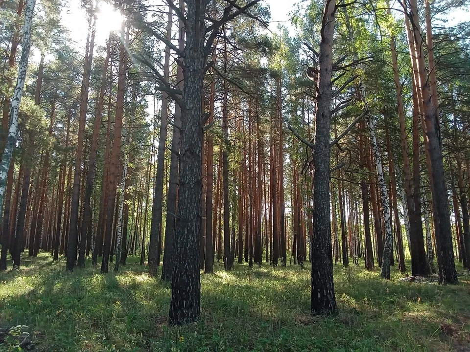 Погода на Ямале на 8 августа