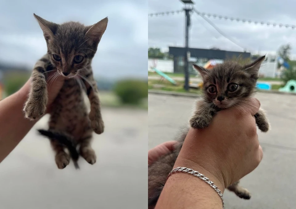 В зоопарке Иркутска ищут хозяев для подброшенных котят. Фото: Сибирский зоопарк.