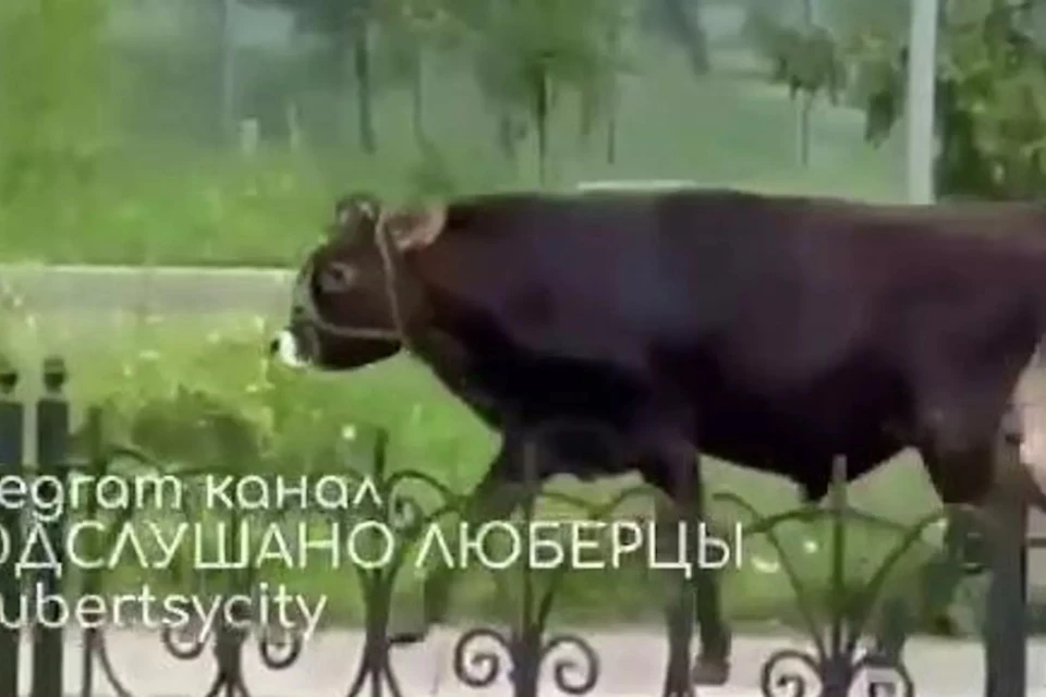 В центре Люберец разгуливает огромный бык Фото: телеграм-канал Подслушано Люберцы