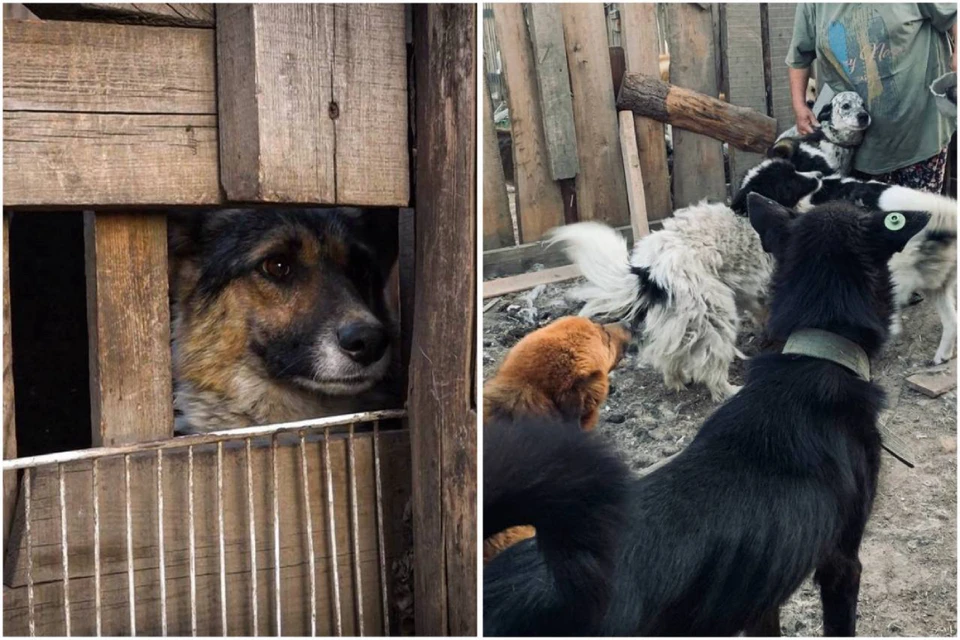 Сибирячка еще десять лет назад приобрела дом и организовала в нем «приют». Фото: Степан Столбовский.