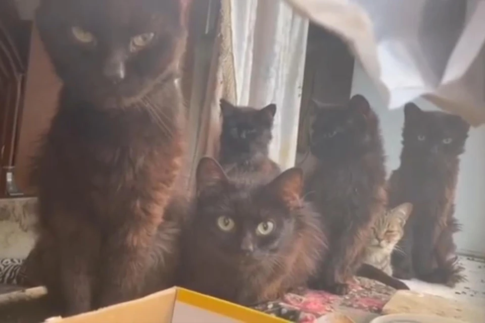 Кошки сидели на подоконнике и просили помощи. Фото: скрин с видео, предоставленного волонтерами из группы ВК «Котоспас Чусовой».