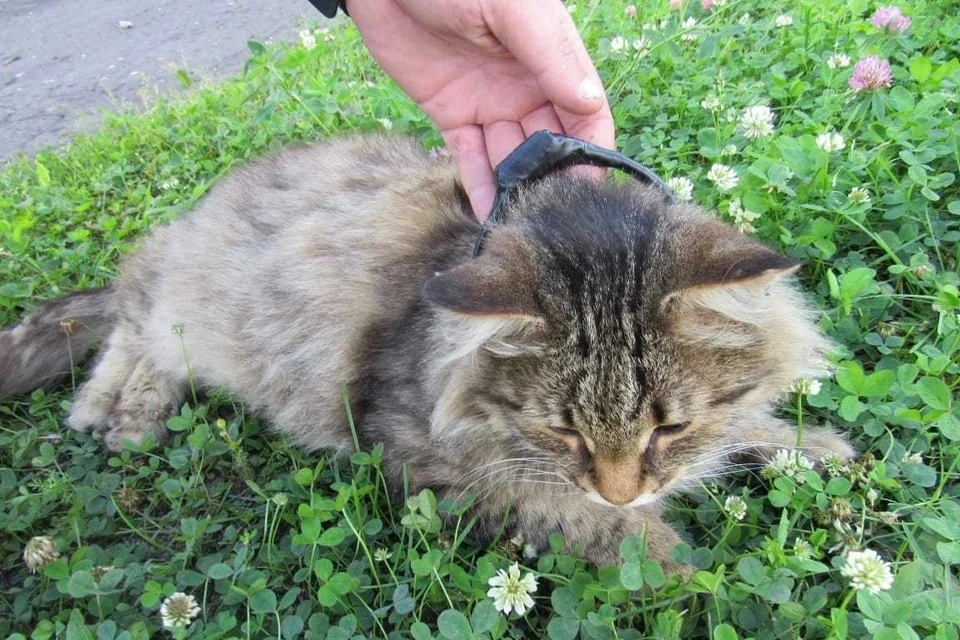 Кот-наркокурьер попался в Нижегородской области: хвостатого хотели использовать для передачи веществ в колонию Фото: Пресс-служба ГУФСИН России по Нижегородской области
