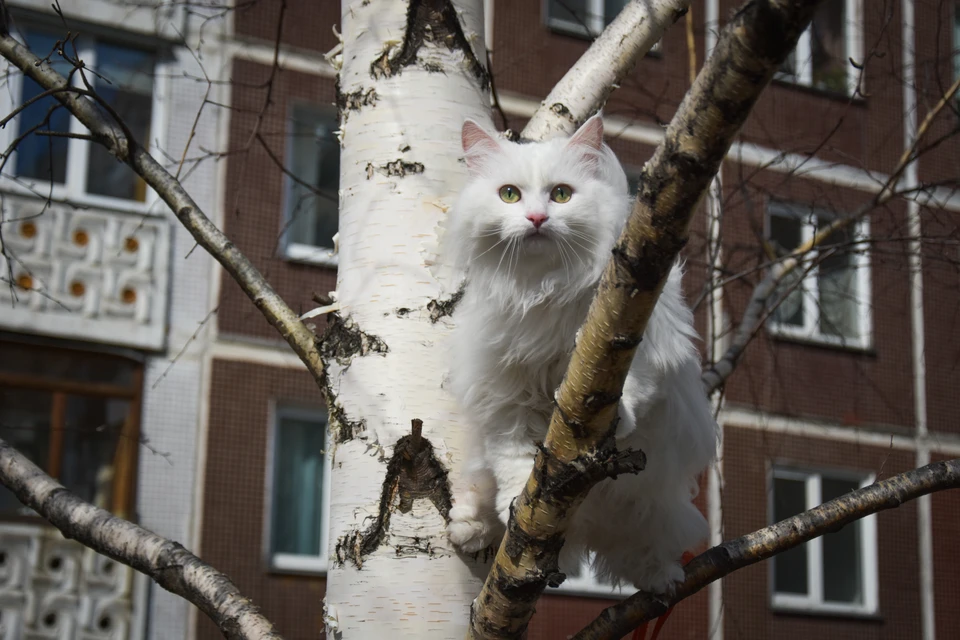 Котики пропадают бесследно