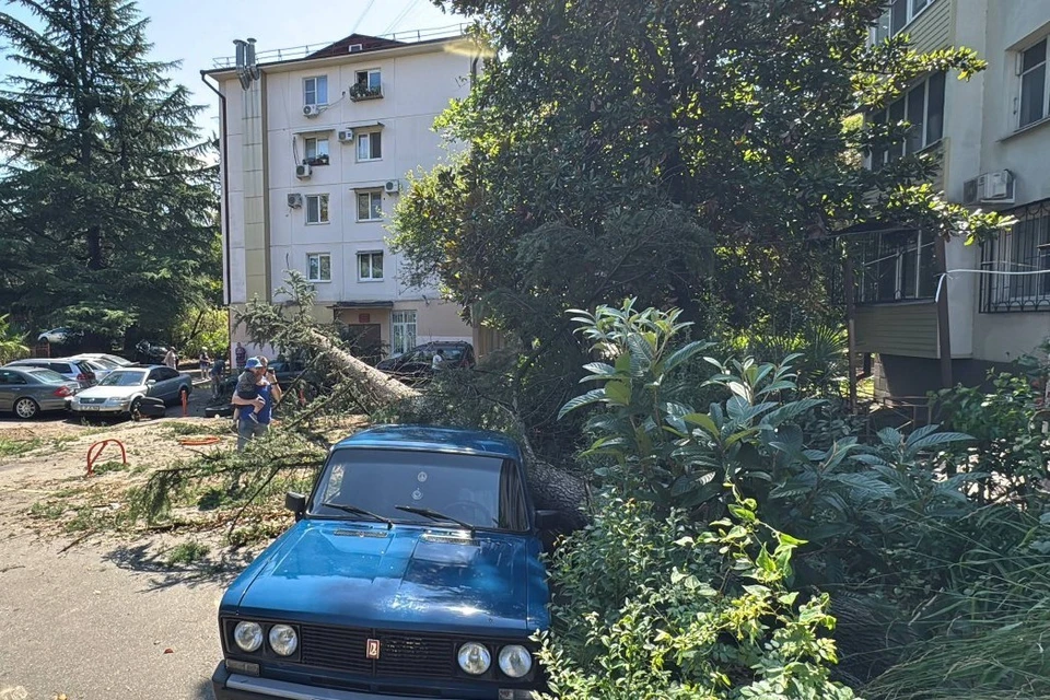 Упавшие деревья придавили машины