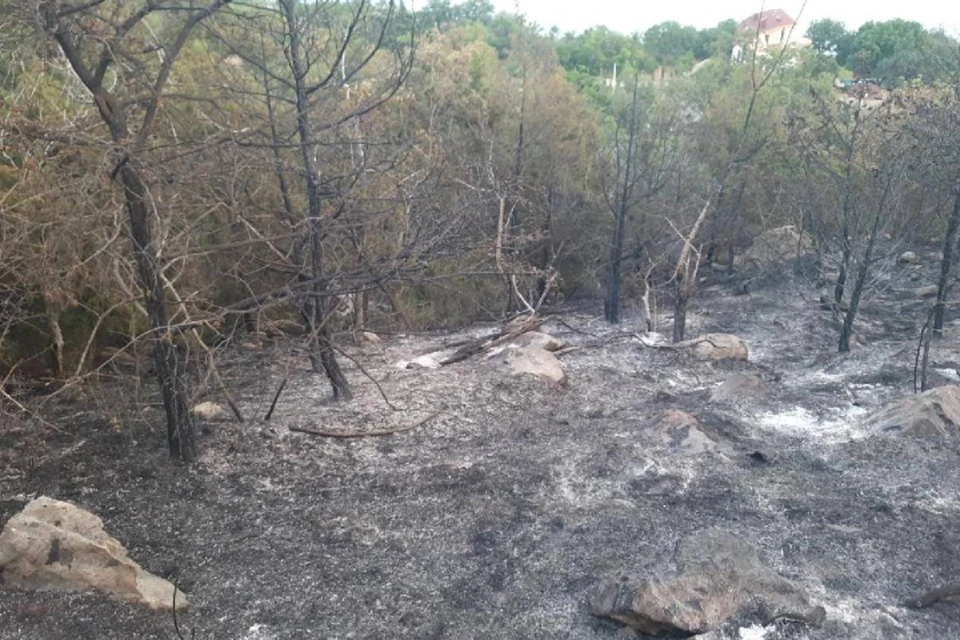 Пожар вспыхнул из-за разведенного огня в мангале. Фото: прокуратура Крыма/Tg