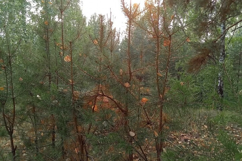 Погода на Ямале с 25 по 31 августа