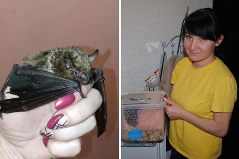 Ольга много лет спасает летучих мышей.