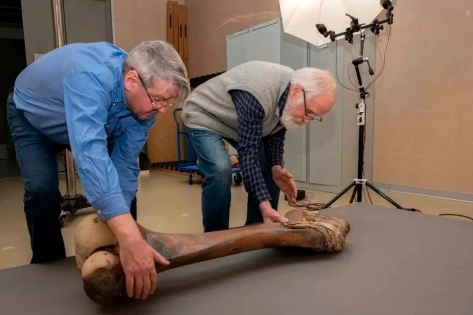 Специалисты сделали животному один искусственный зуб. Фото: t.me/drozdenko_au_lo