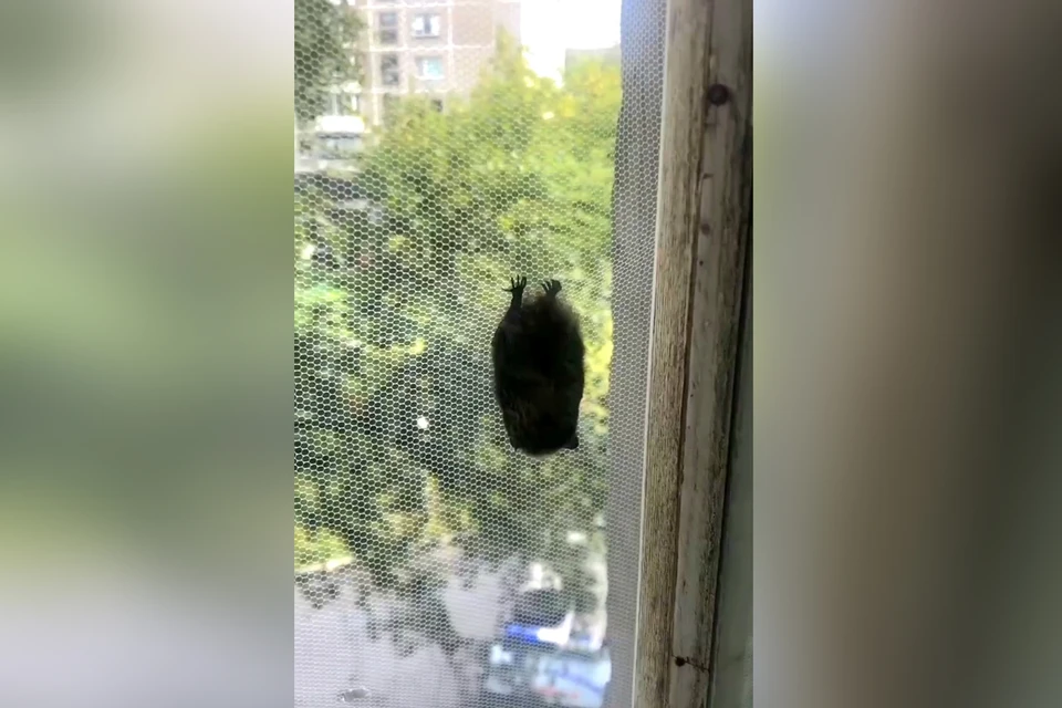 Фото: УГОиЧС Челябинска