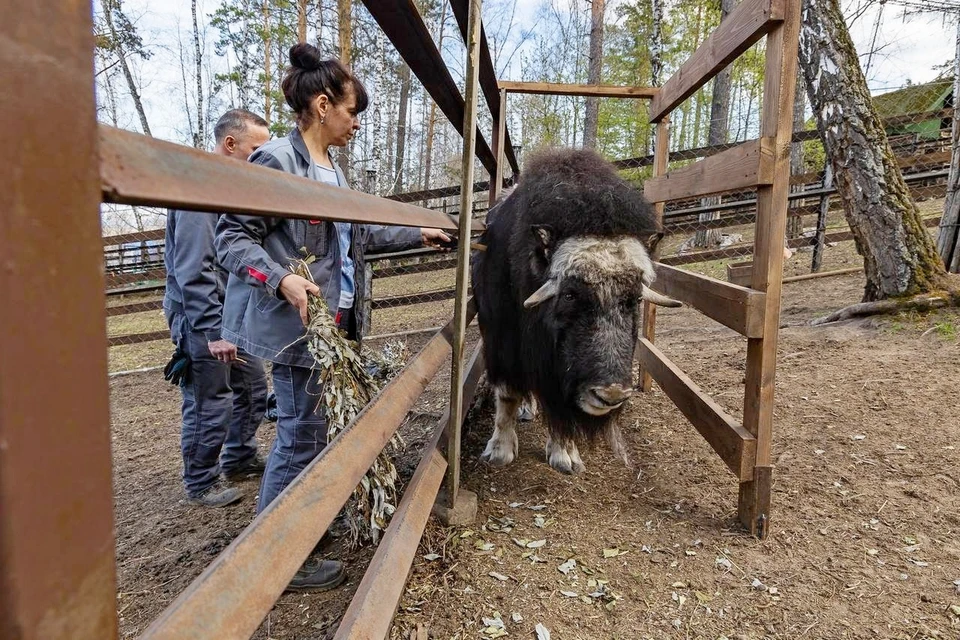 Спасенная на Крайнем Севере овцебык Алана входит в стадию взросления. Фото: «Роев ручей»