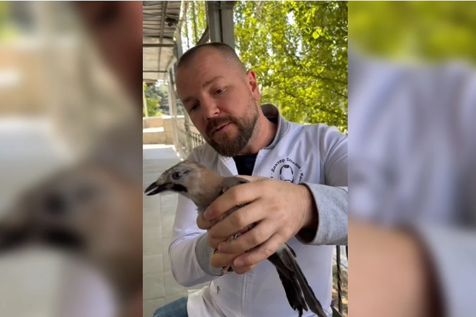 Птица сама прилетела в ветклинику. Фото: кадр видео Доктор Василий-Крымский Айболит/Tg
