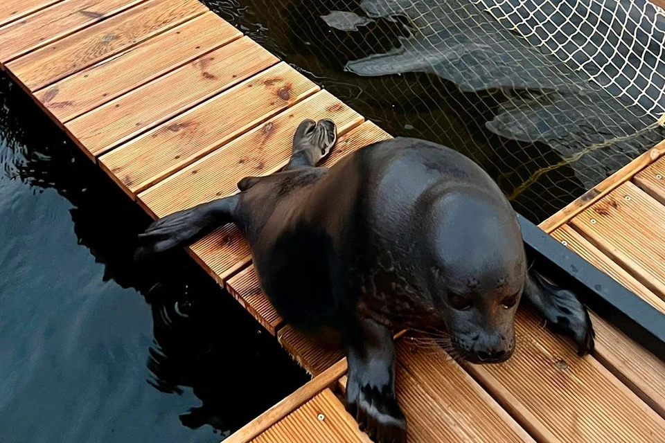 Ластоногие пока живут в Репино. Фото: Фонд друзей балтийской нерпы