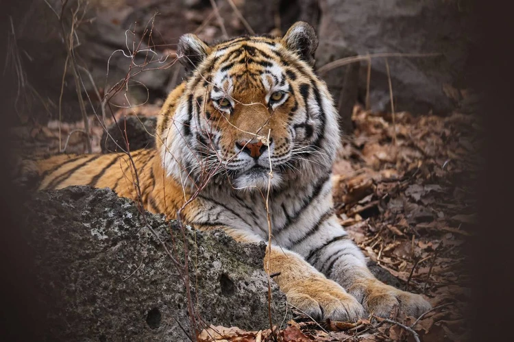 Сначала нужно настроить оборудование: приморская тигрица сама поправила фотокамеру для идеального снимка