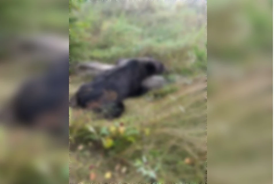 Опасного медведя, напавшего на скот под Братском, обезвредили охотоведы.