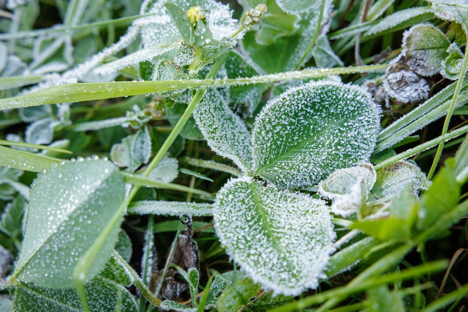 Утром 14 сентября возможны заморозки