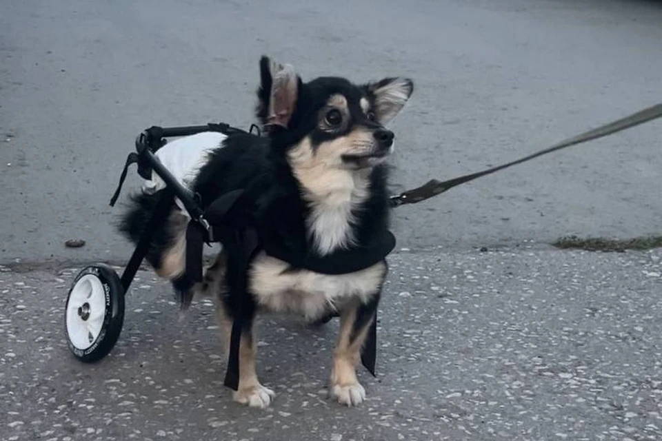 В Новосибирске волонтеры спасли пса Сеню, который в поисках пищи стер себе лапы до костей. Фото: предоставлено КП-Новосибирск