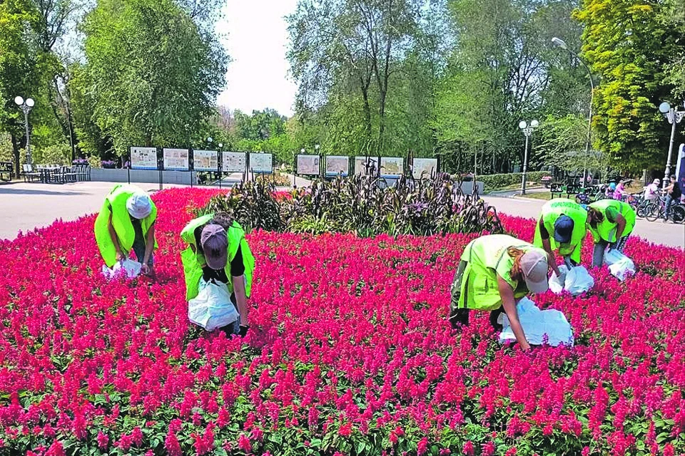 В этом сезоне в Луганске высажены новые виды цветов. «Зеленстрой»