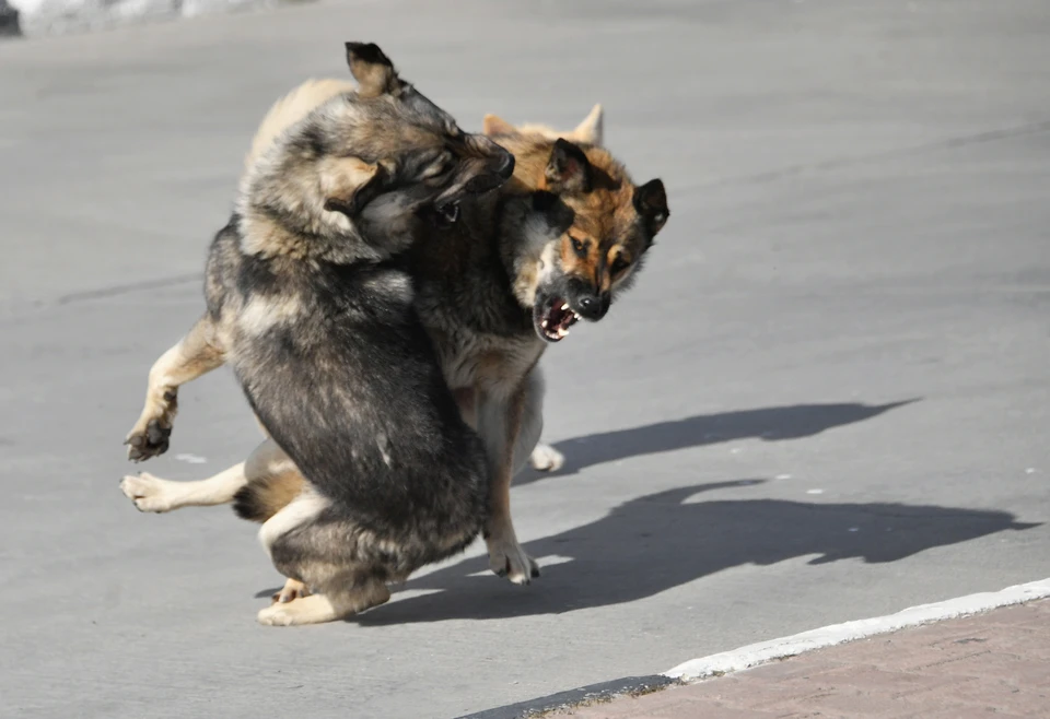 Брошенные животные опасны