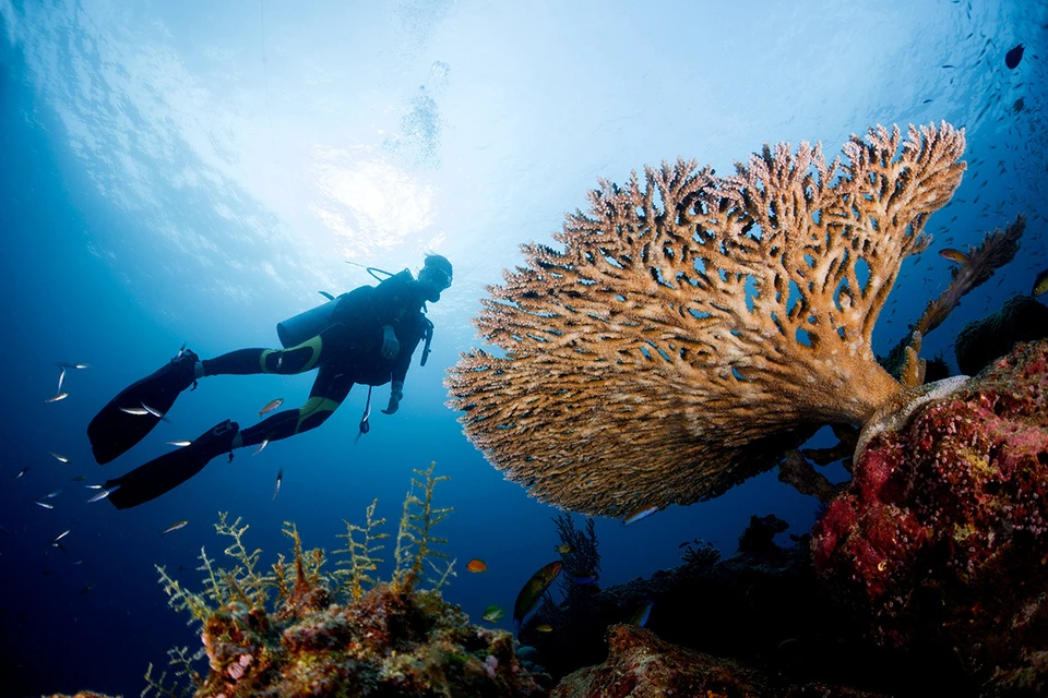 В морях и океанах планеты живут миллионы видов живых существ. Фото: acro_phuket/Shutterstock/Fotodom