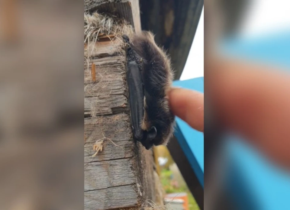 Фото: скриншот видео читателя "КП-Пермь"