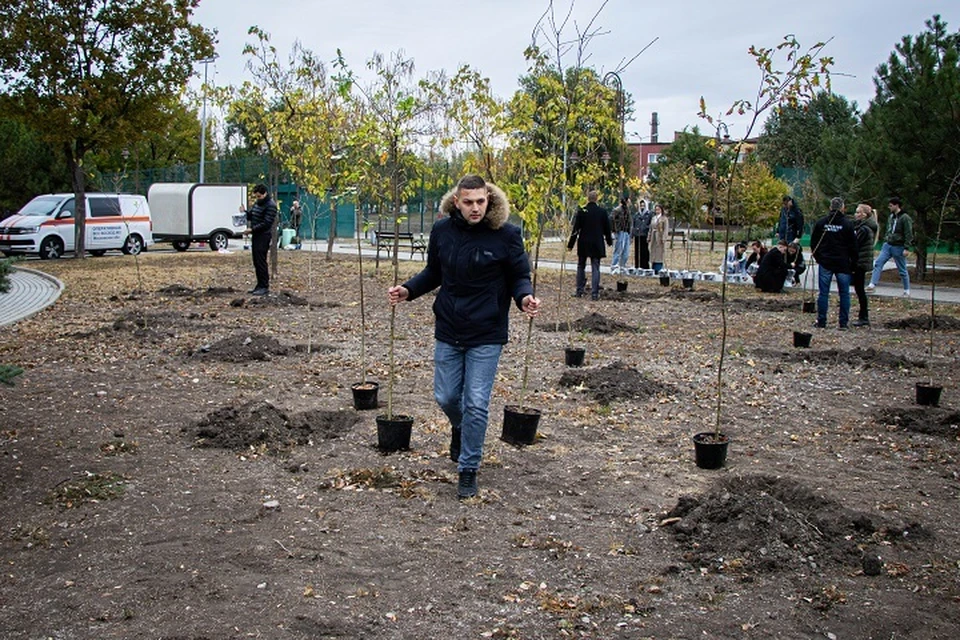 Молодежь ДНР отметила День Воссоединения высадкой 50 дубов. Фото: Молодежный Парламент ДНР