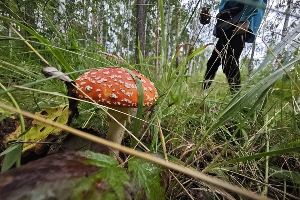 Ольга, Елена и Наталья в поисках ягод зашли слишком далеко в лес, а самостоятельно найти обратную дорогу не смогли