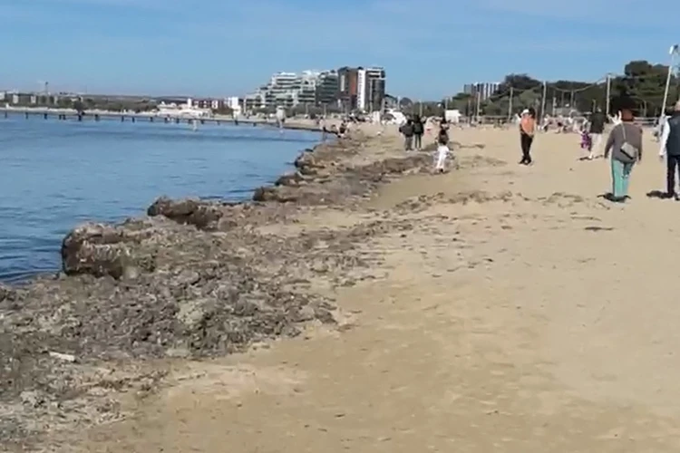 Вдоль моря кучи водорослей вперемешку с песком: Что происходит в Анапе в октябре