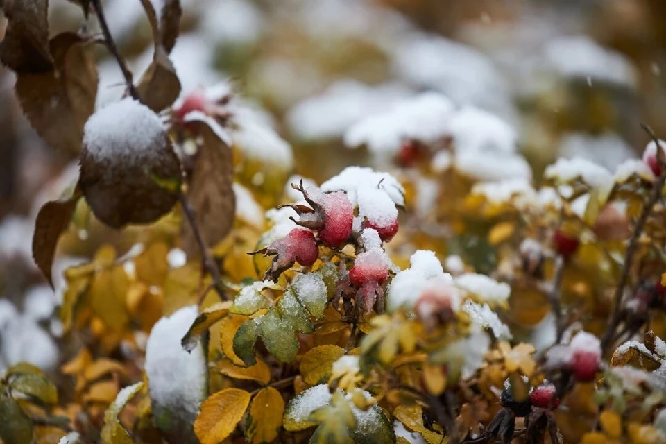 Воздух прогреется до 11 градусов