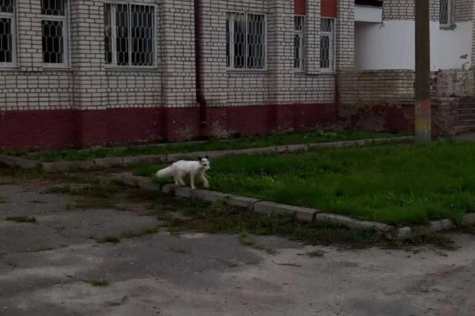Необычную лису заметили в Перевозе Нижегородской области. Фото: министерство лесного хозяйства и охраны объектов животного мира Нижегородской области