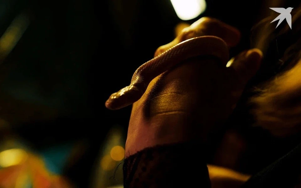 Время подбросить монетку.