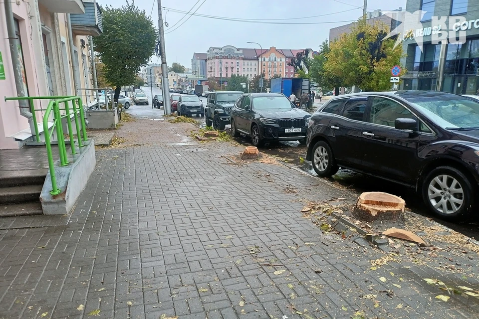Повальная рубка деревьев произошла на улице Горького в Рязани.