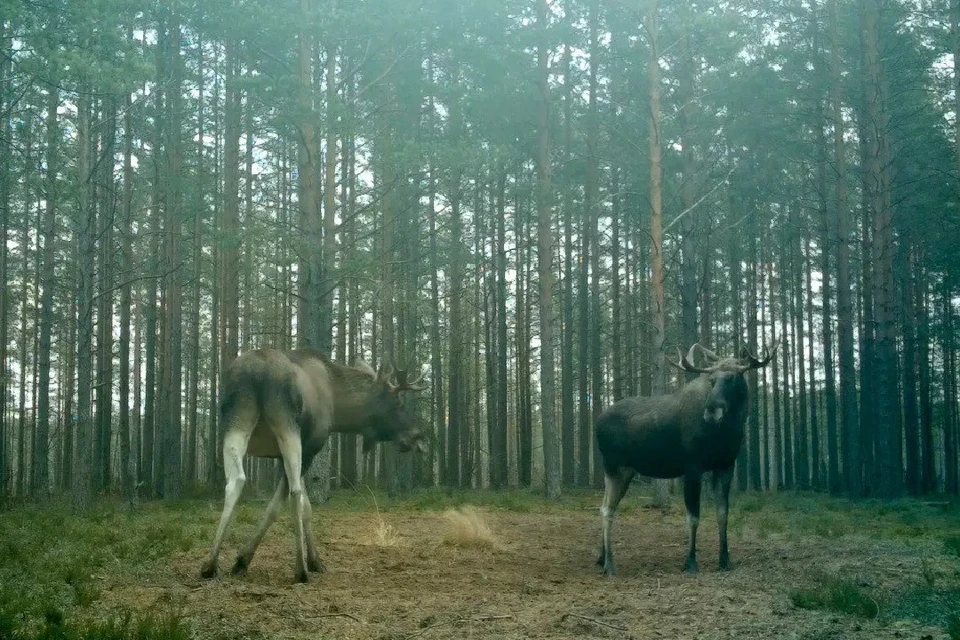 Лоси ждали похолодания ради любовных игрищ. Фото: t.me/kazdoytvaripopare