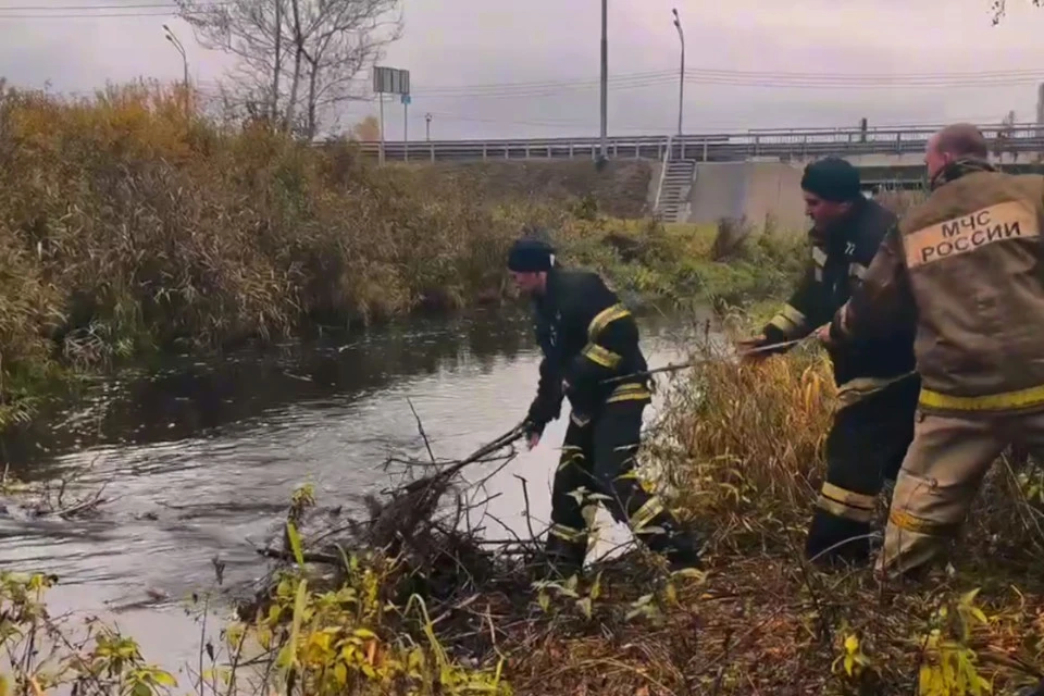Ох уж эти бобры... Фото: ГУ МЧС России по Тверской области