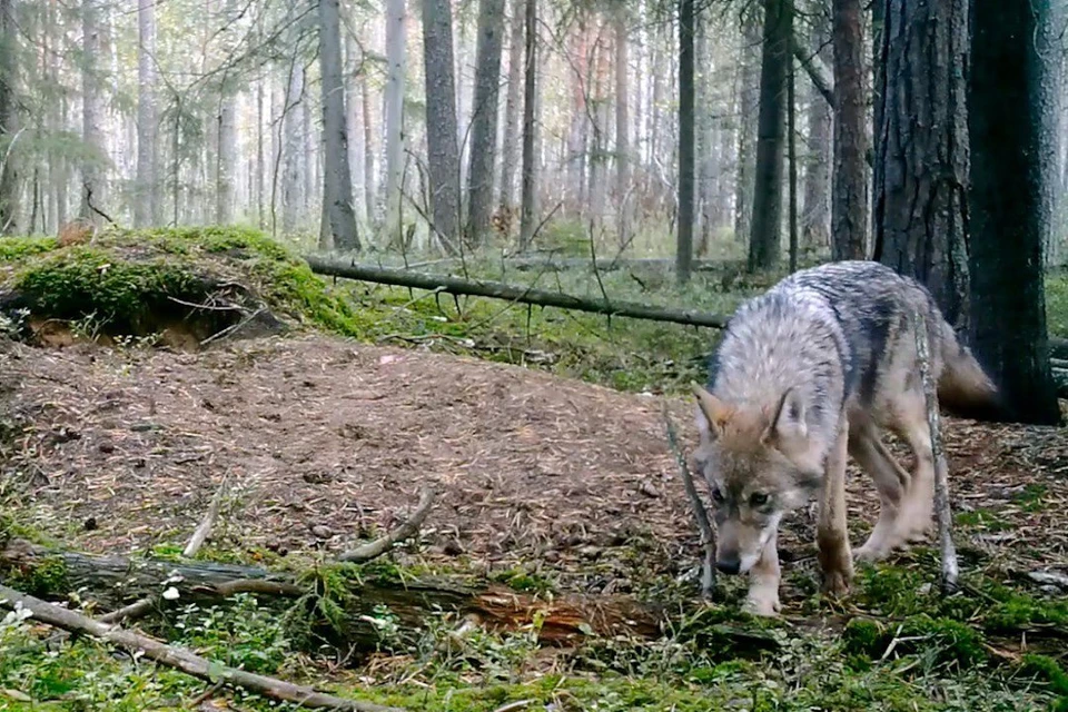 Волки начали менять летний окрас на зимний в Ленинградской области. Фото: t.me/kazdoytvaripopare