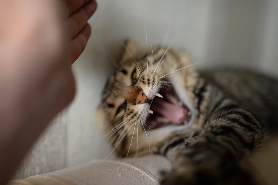 Няня ошпарила ребенка кипятком и сломала хвост коту: все произошло, пока родителей не было дома