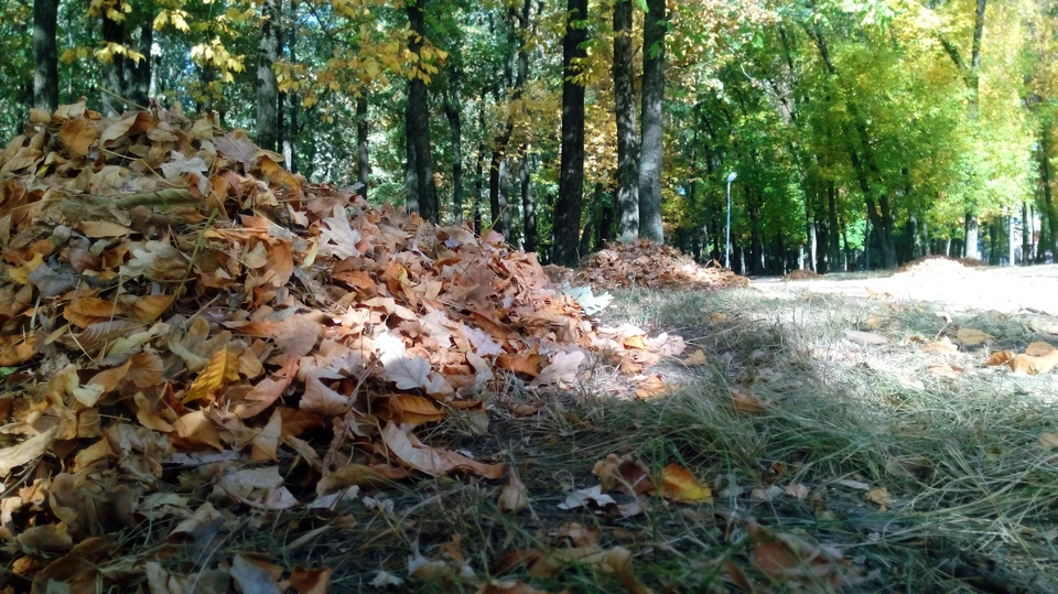 Белгородцев предупредили о шквалистом ветре 13 октября