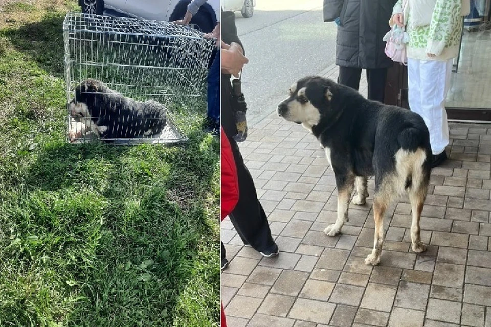 Одна из выпущенных собак была замечена на остановке. Фото: соцсети главы округа.