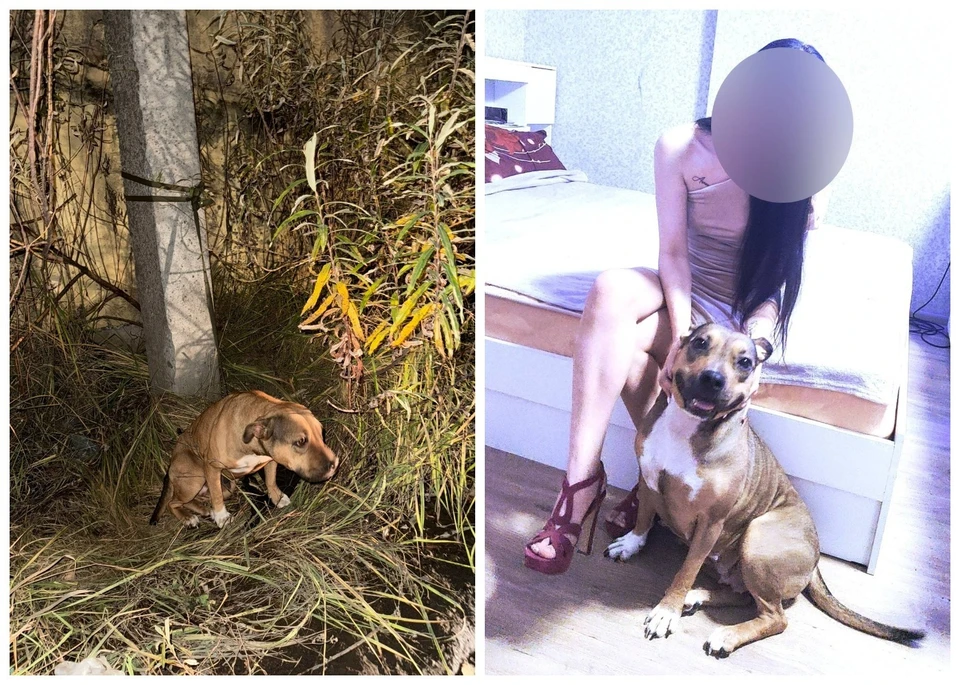 Фото: группа «Зоозащита. Приют "Лесопилка".Псков» в соцсети «ВКонтакте».