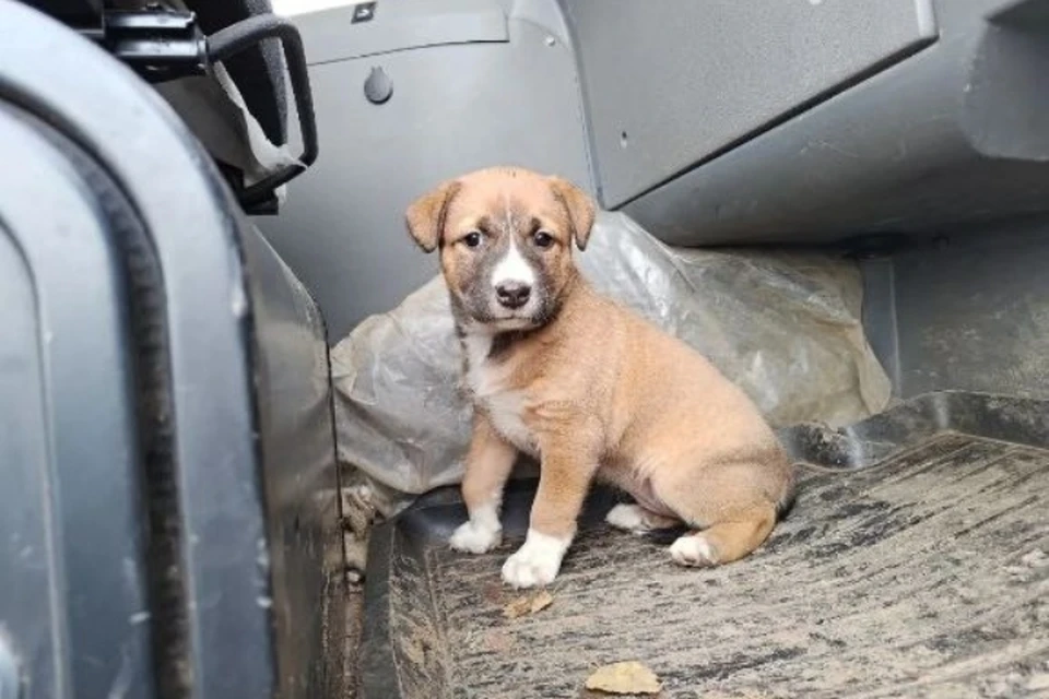 Водитель мусоровоза быстро нашел щенку новых хозяев. Фото:«Пермский региональный оператор ТКО» ВК.