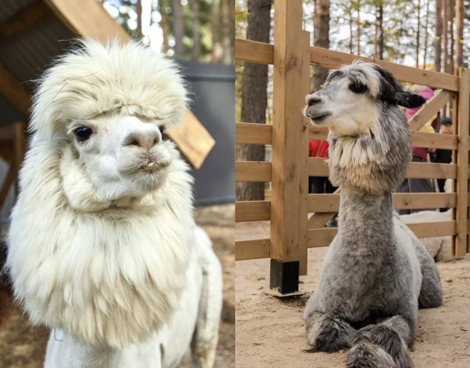 Фото: Парк альпак ПАЧА МАМА Тюмень.
