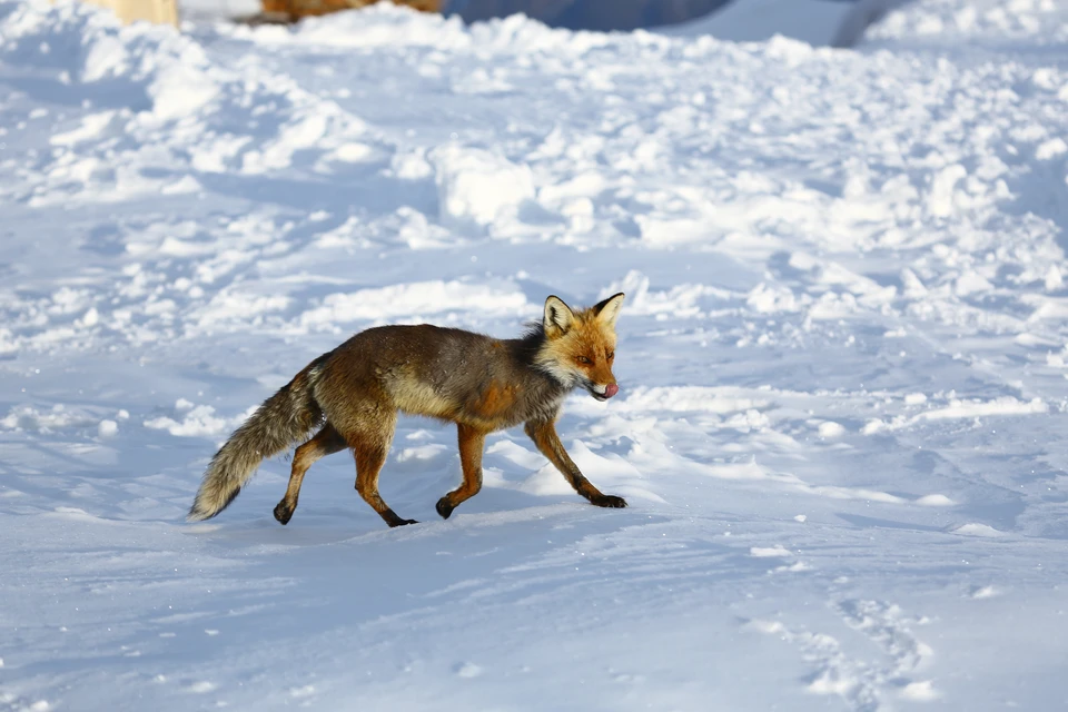 Житель Новосибирской области заметил Лису.